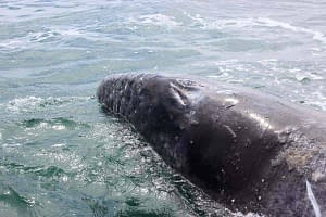 Walbeobachtung Baja California Mexiko
