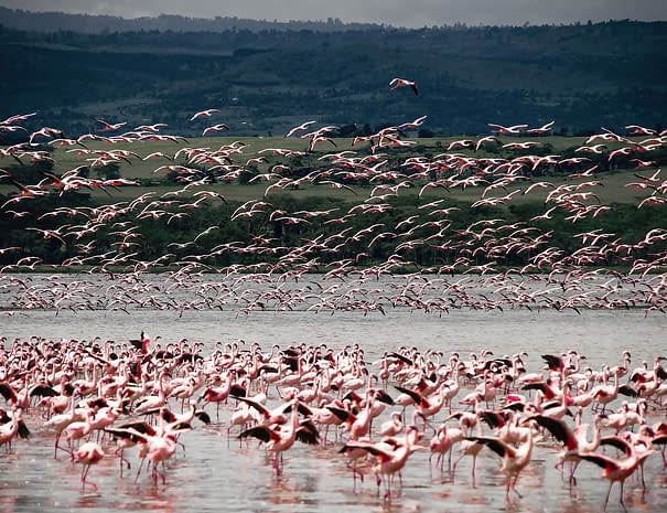 Rundreise Mexiko Flamingos