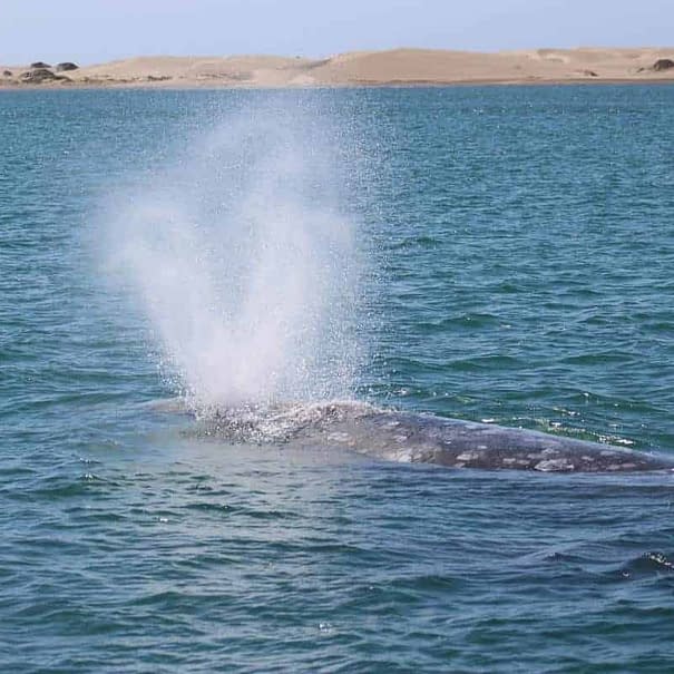 Walbeobachtung Mexiko Baja California
